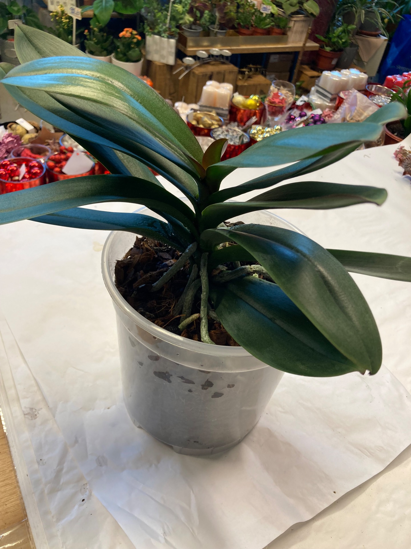 Rostlina zachráněna ✔️