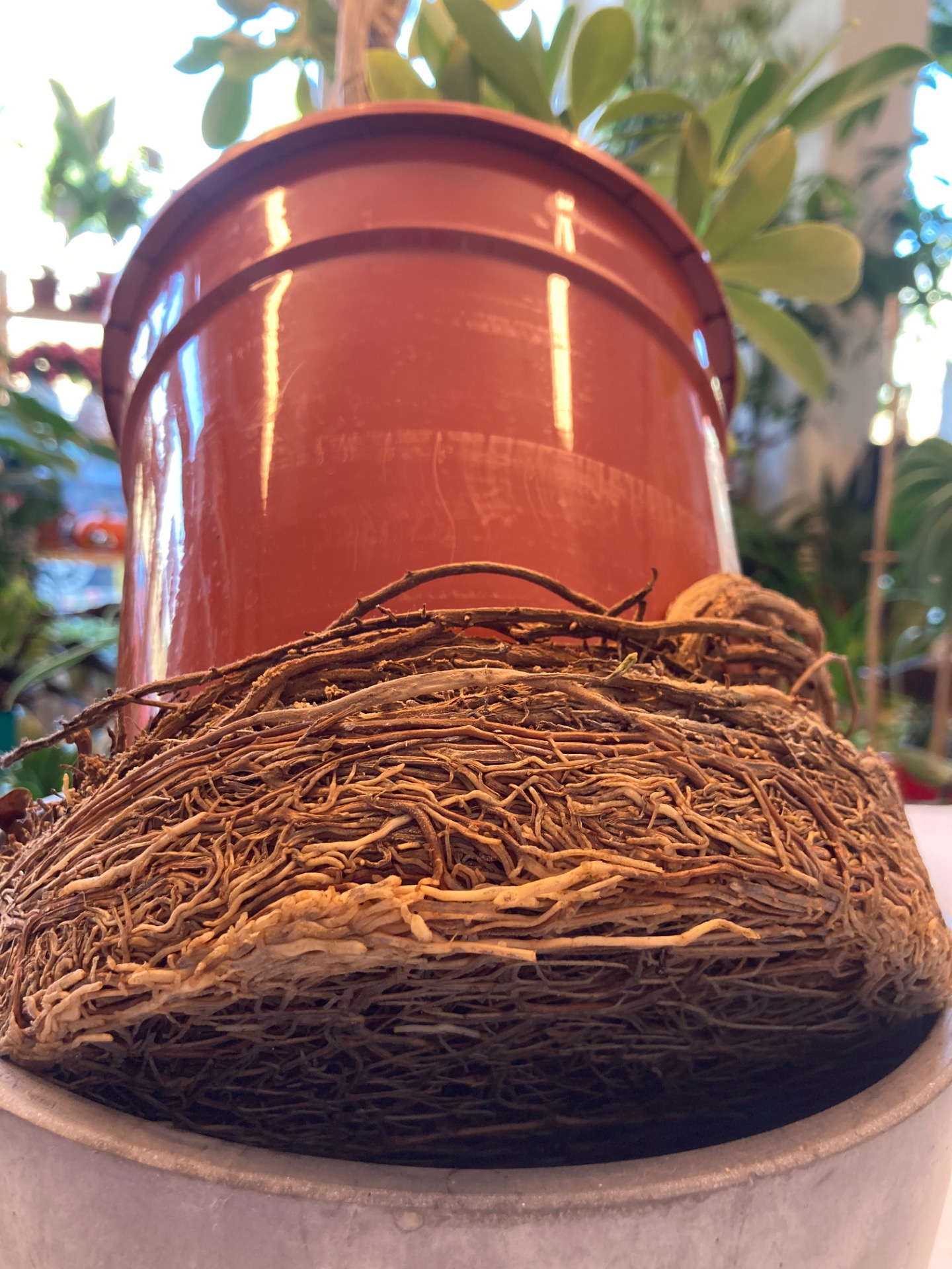 Bydlí již v novém ✔️